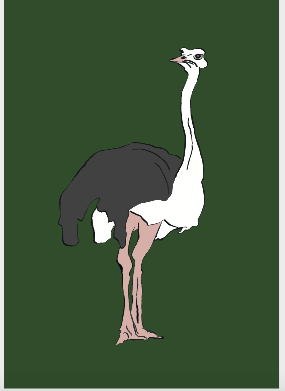 Ostrich Giclée Print