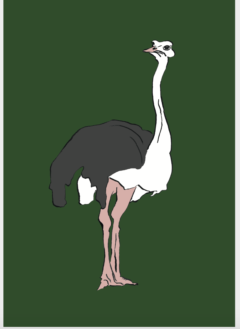 Ostrich Giclee Print