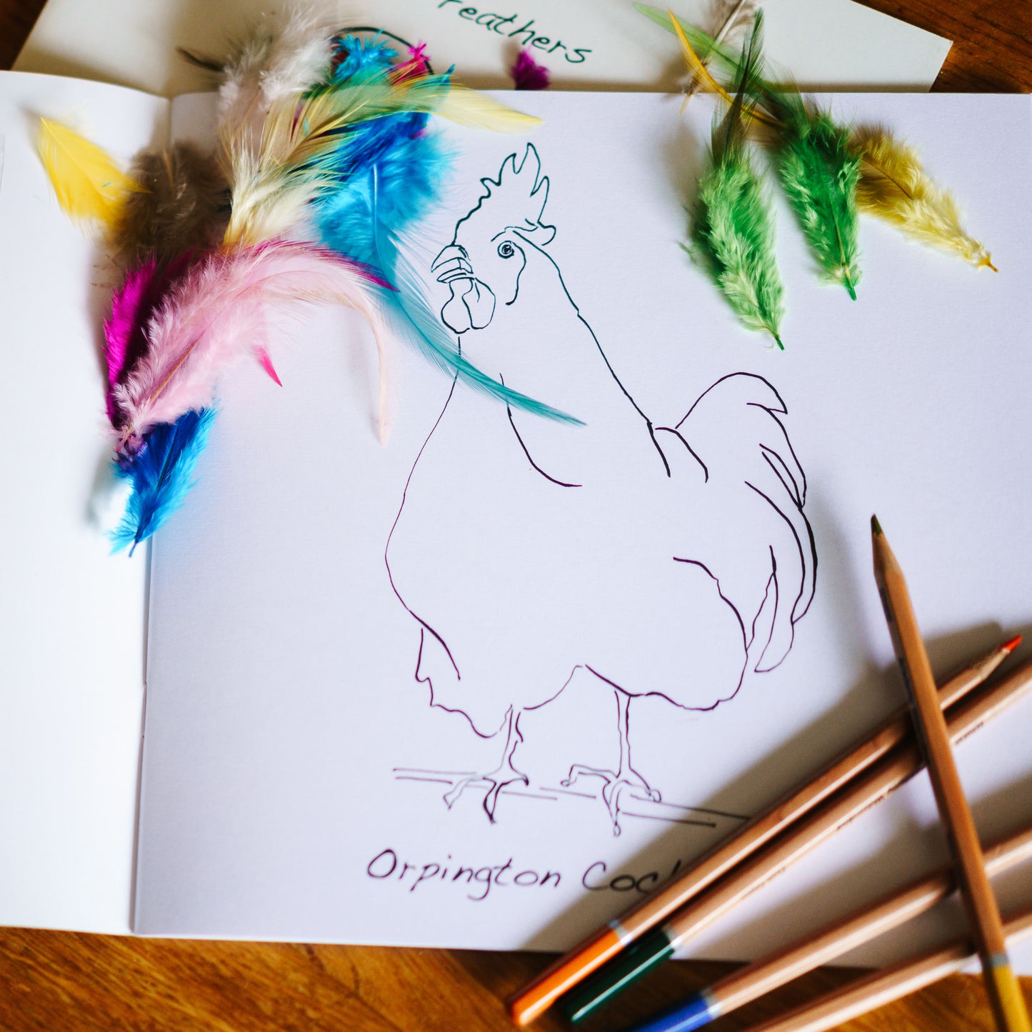 Colouring Book with Feathers